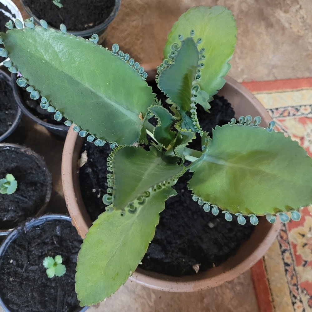 One baby mother of thousands